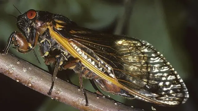 insectos