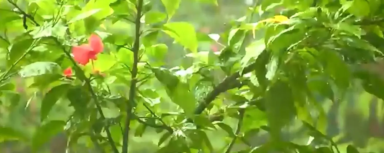 agua