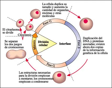 celula