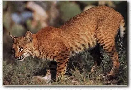 ¿ Sabias esto de los Linces ?