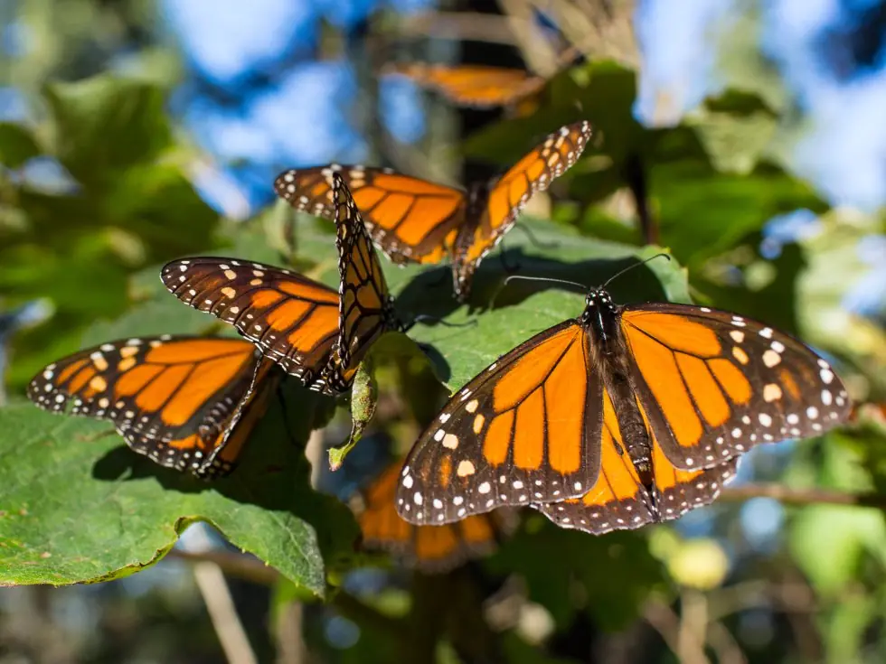 Lepidópteros, mejor conocidas como Mariposas Lepidópteros, mejor conocidas como Mariposas