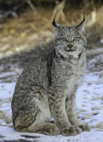 ¿ Sabias esto de los Linces ?