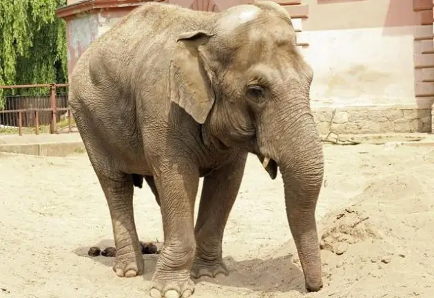 7 animales que pueden predecir desastres naturales
