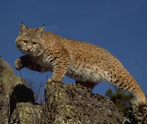 lince