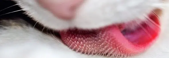 curiosidades