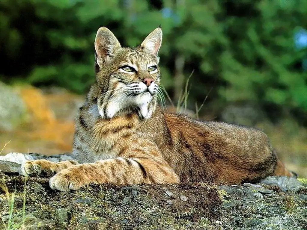 ¿ Sabias esto de los Linces ?