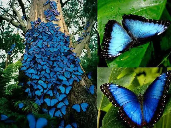 Lepidópteros, mejor conocidas como Mariposas