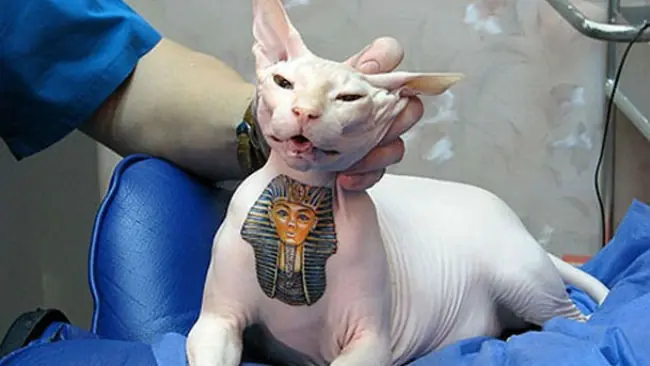El abuso animal en versión moderna: tatuadores de mascotas