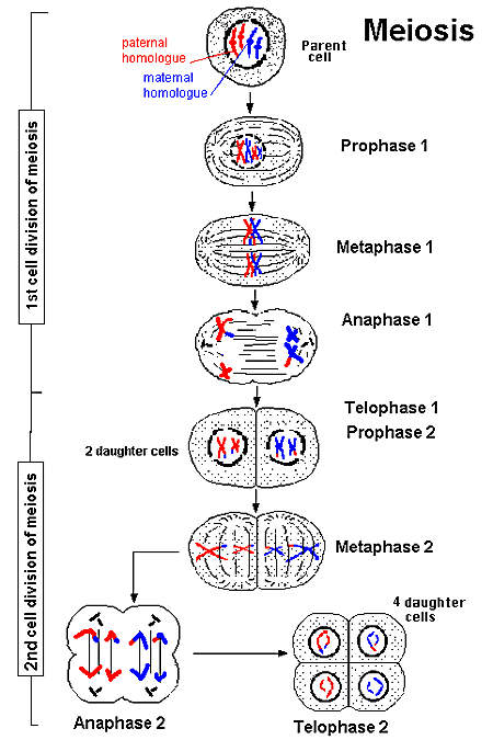 meiosis