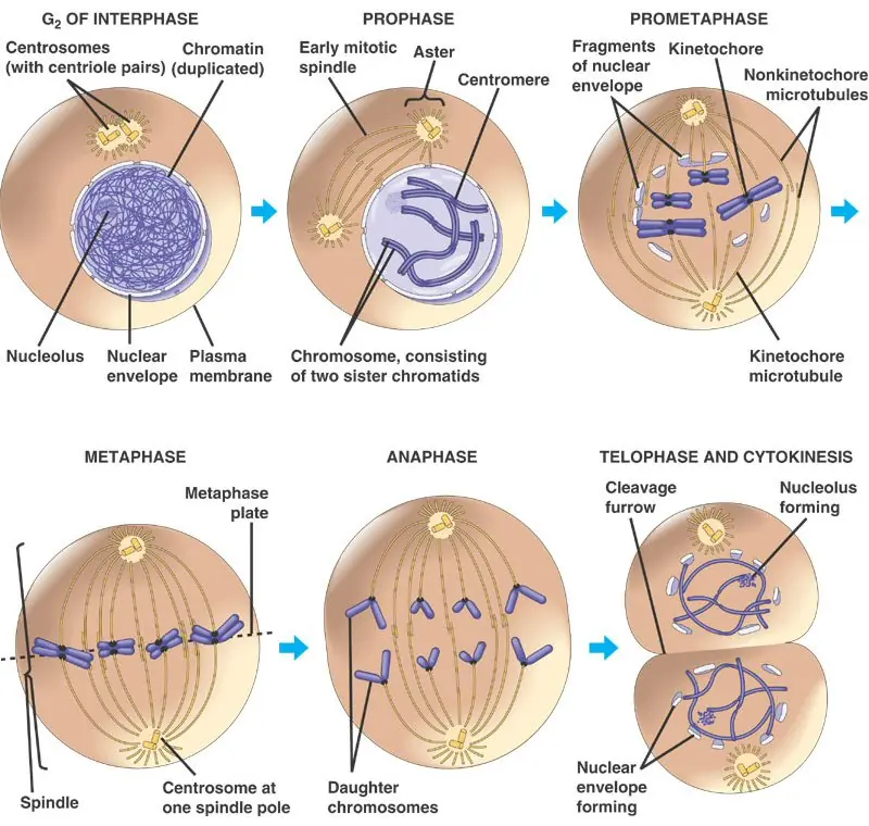 mitosis