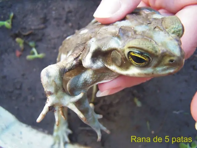 Ranas malformadas:primera recopilación de casos en Argentin