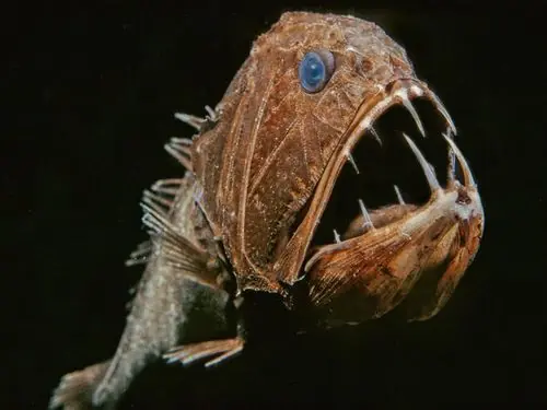 abismales