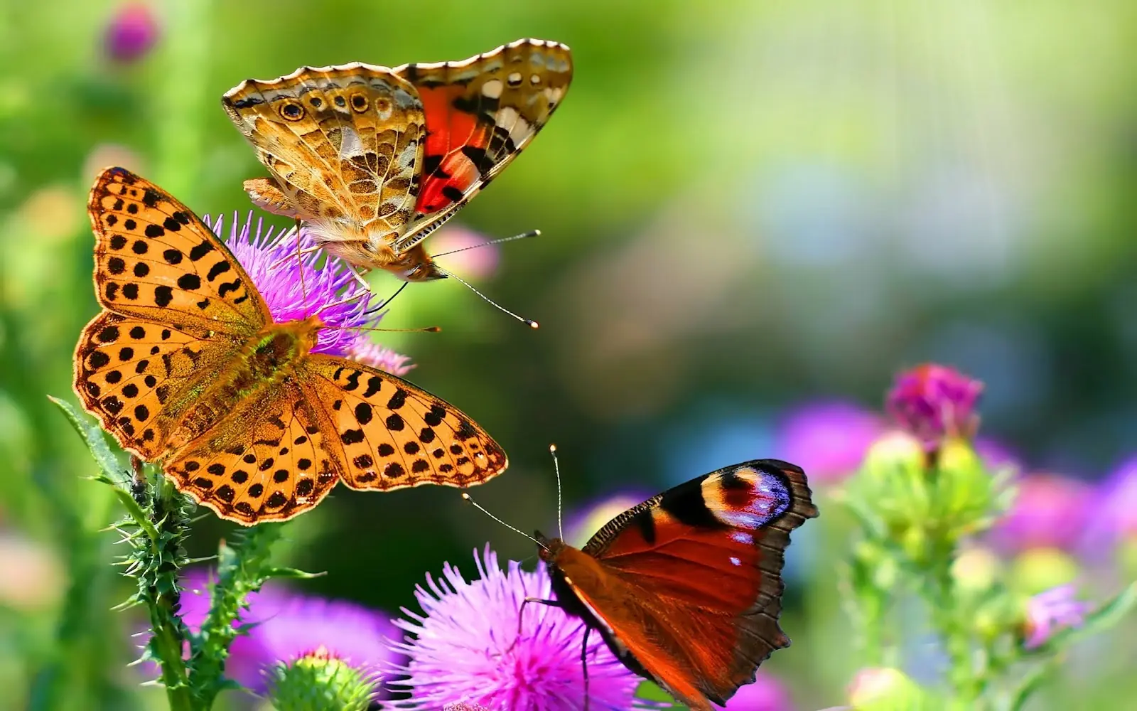Lepidópteros, mejor conocidas como Mariposas