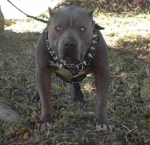 Como evitar o defenderte del ataque de un perro