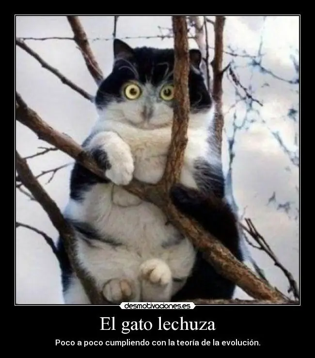 humor