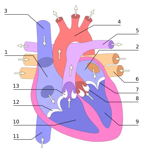corazón