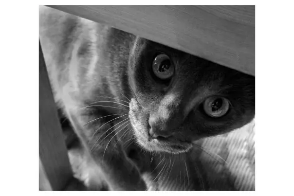 15 cosas que no sabias de herni