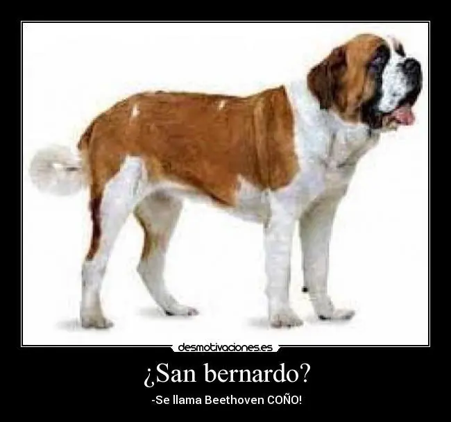 perros