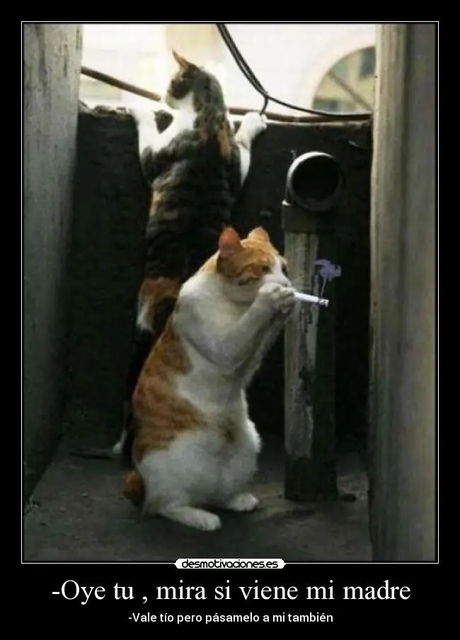 humor