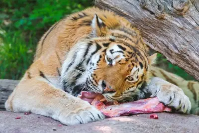 comidas