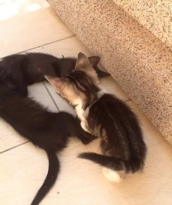 Mira dos veces