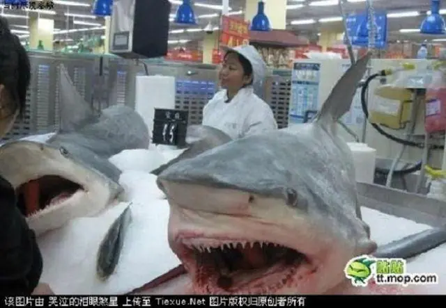 chinba chinba