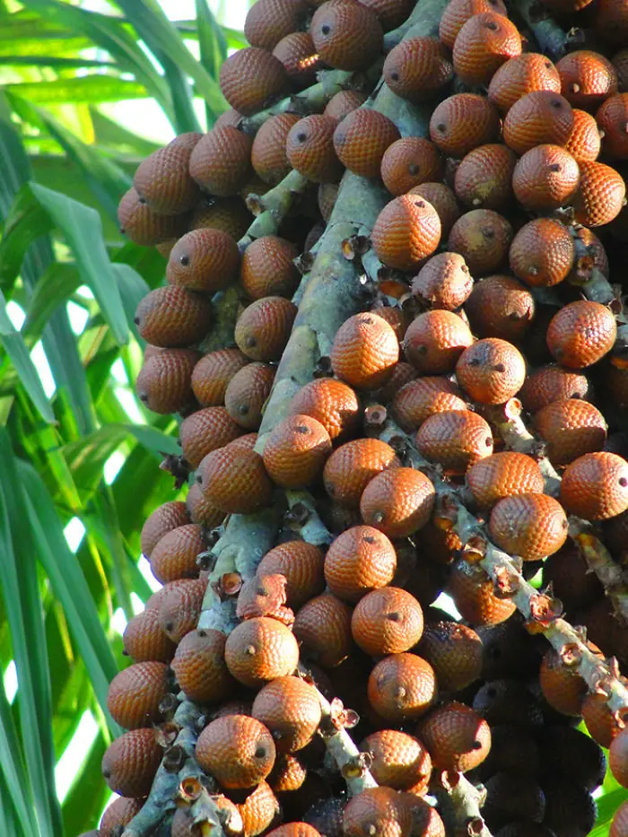 frutas exoticas
