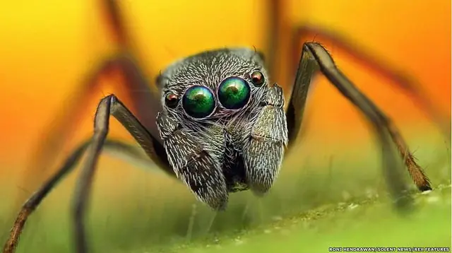 Los extraordinarios colores de las arañas con máximo detalle