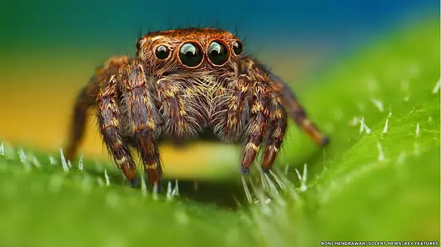 spiderman spiderman