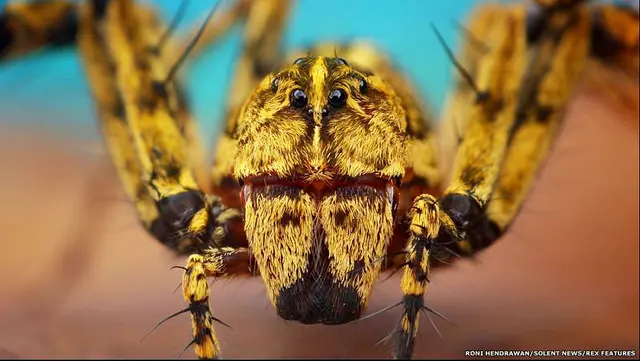 Los extraordinarios colores de las arañas con máximo detalle