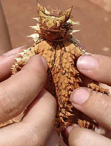 Animales