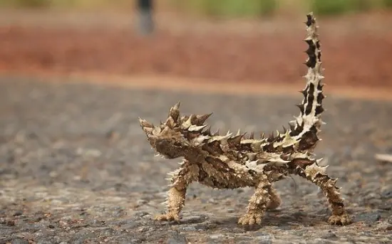 reptiles