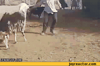 gifs graciosos
