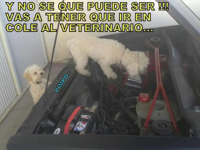 humor