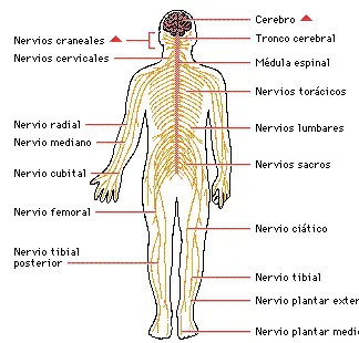 locomotor