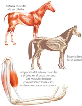 musculos