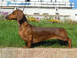 Perro salchicha (info)
