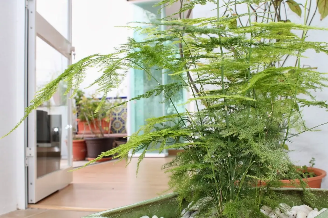 Centro BioZen