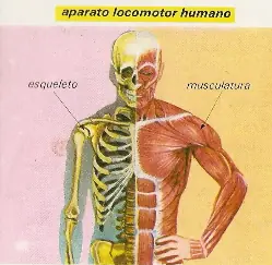 huesos