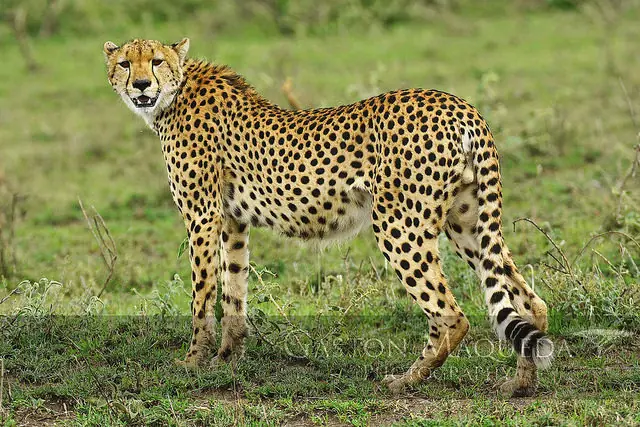 tanzania