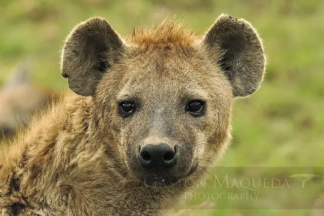 El Serengeti a través de mi Camara (Propio)