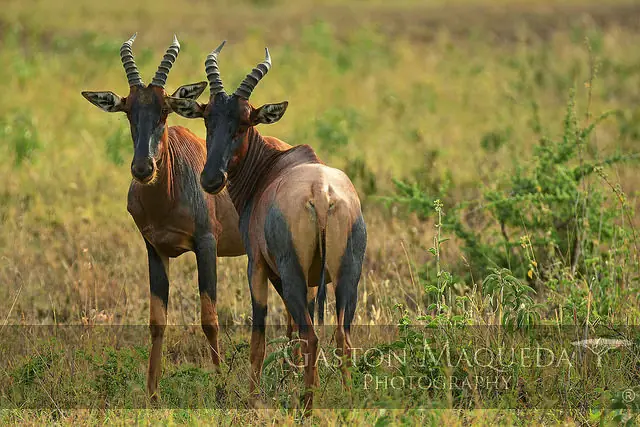 serengeti serengeti