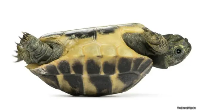Cómo hace una tortuga invertida para volver a ponerse de pi