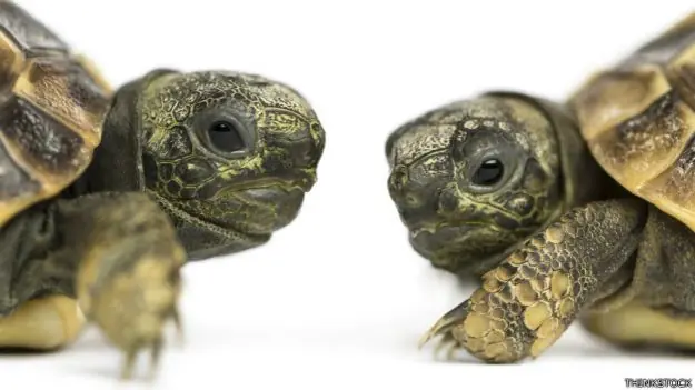 tortuga