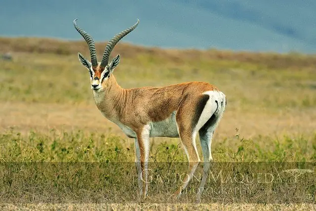 El Serengeti a través de mi Camara (Propio) El Serengeti a través de mi Camara (Propio)