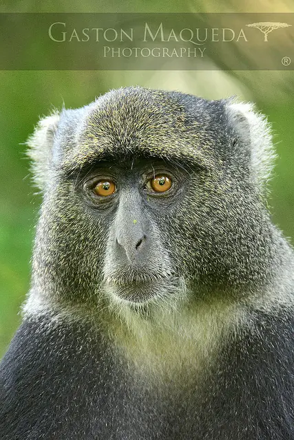 Animales Animales