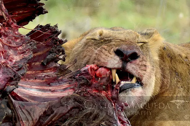 Animales Animales