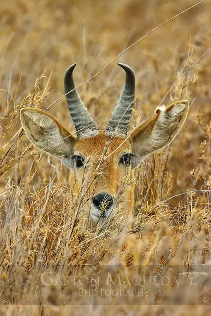 tanzania tanzania