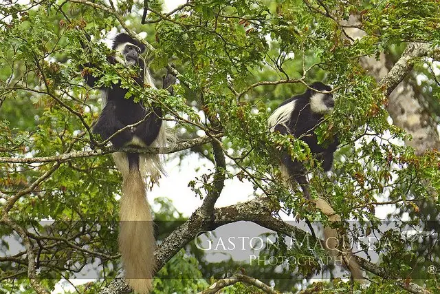 tanzania