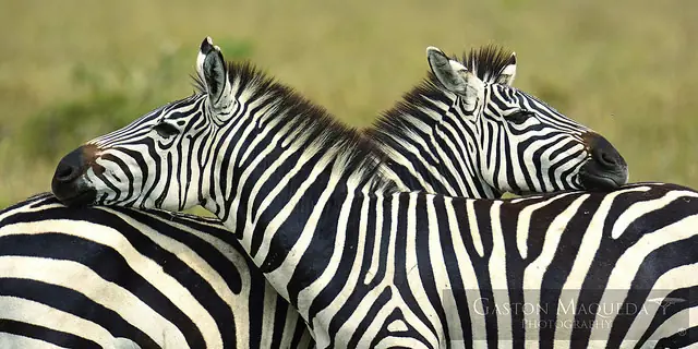 tanzania tanzania